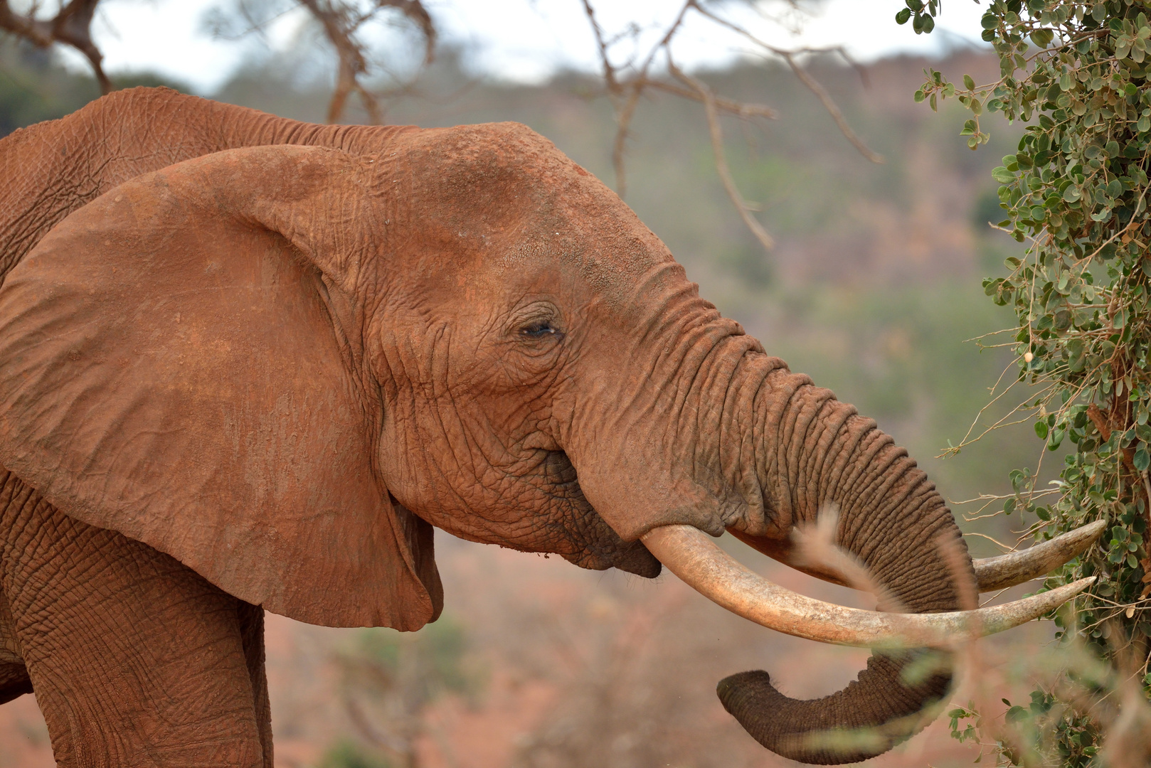 Elefanten im Tsavo-East NP 1