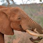 Elefanten im Tsavo-East NP 1