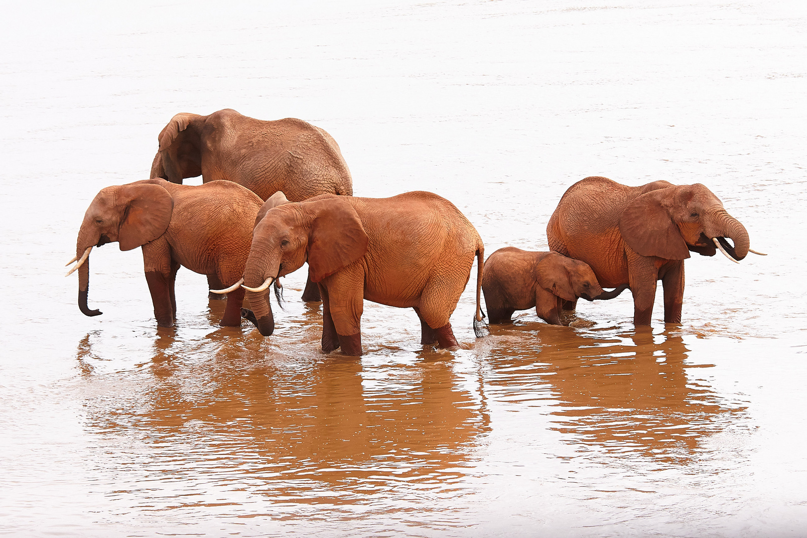 Elefanten im Tsavo
