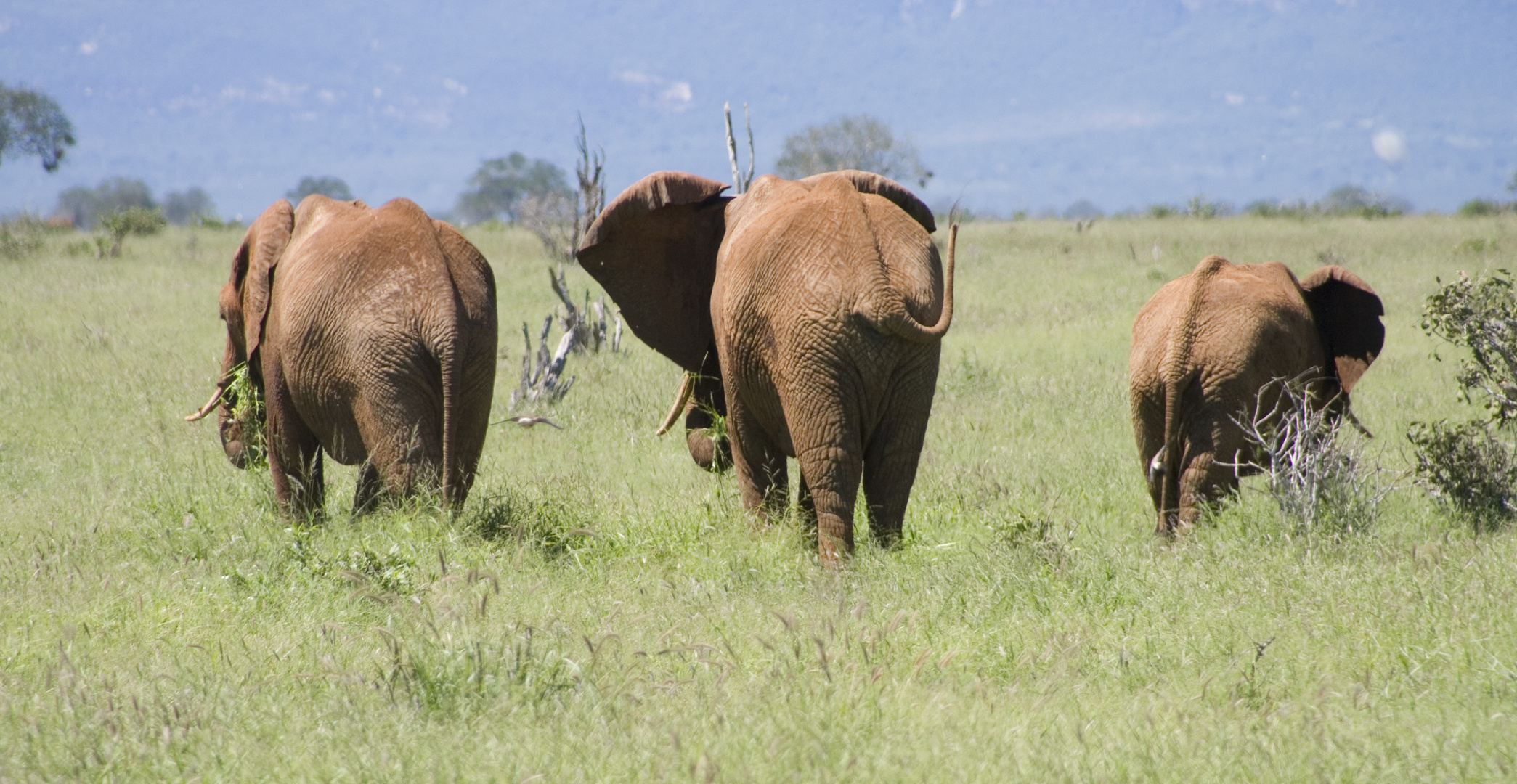 Elefanten im Tsavo Nationalpark 2