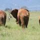 Elefanten im Tsavo Nationalpark 2