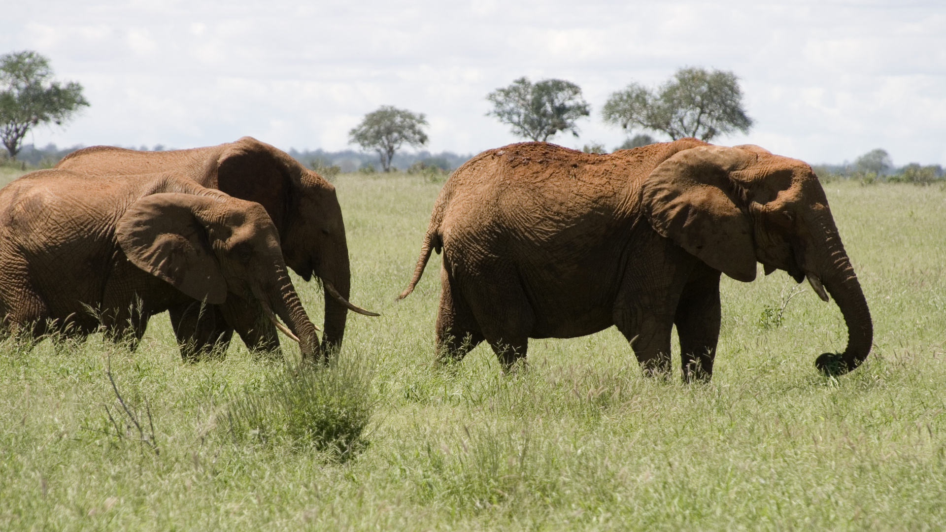 Elefanten im Tsavo Nationalpark