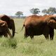 Elefanten im Tsavo Nationalpark