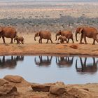 Elefanten im Tsavo Ost