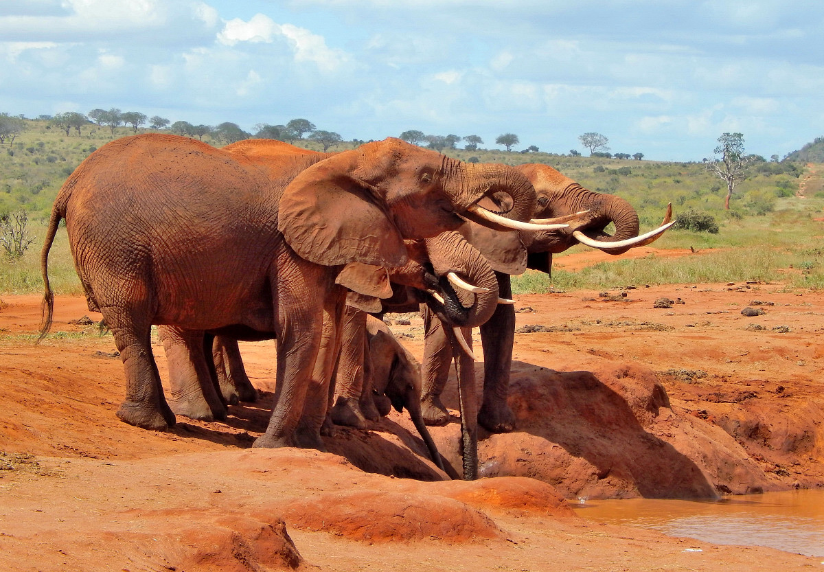 Elefanten im Tsavo Ost NP