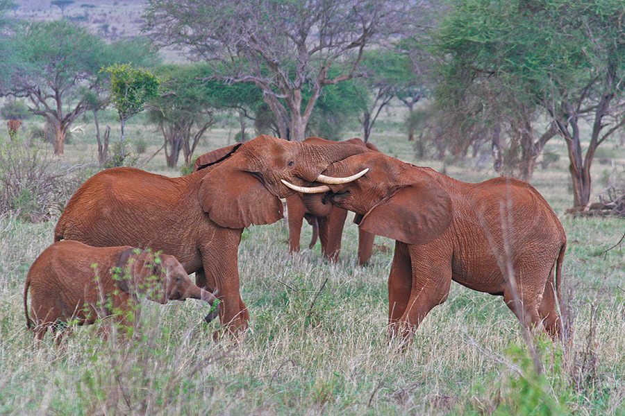 Elefanten im Tsavo Ost NP; Kenia