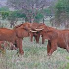 Elefanten im Tsavo Ost NP; Kenia