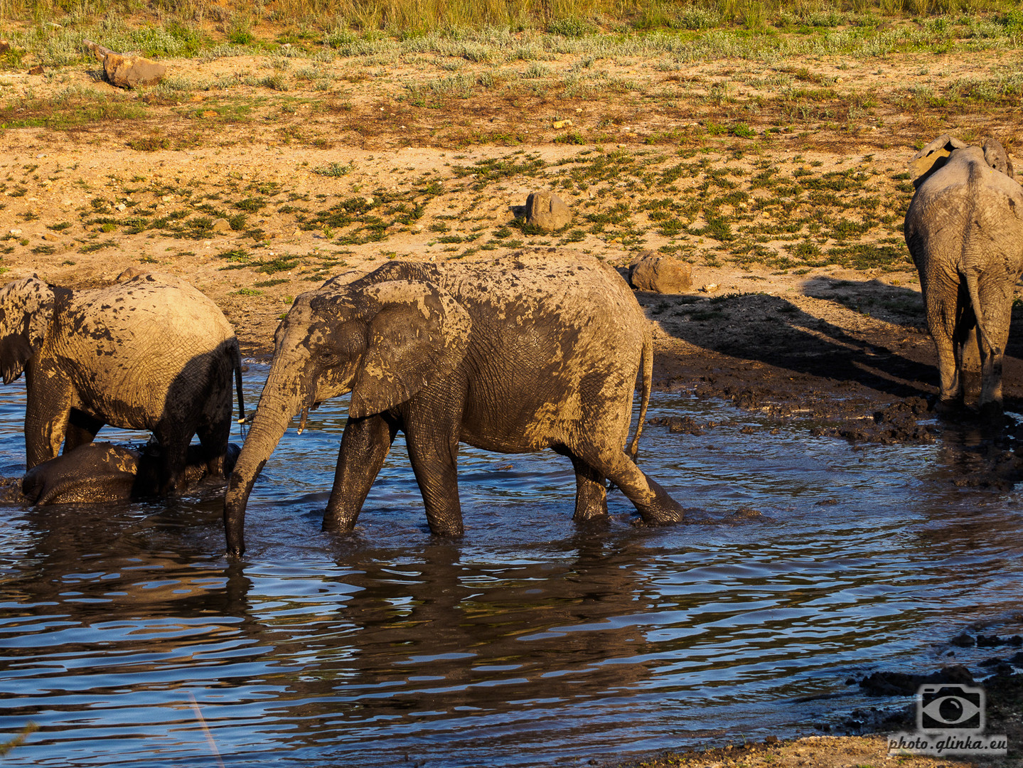 Elefanten im Wasserloch