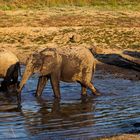 Elefanten im Wasserloch