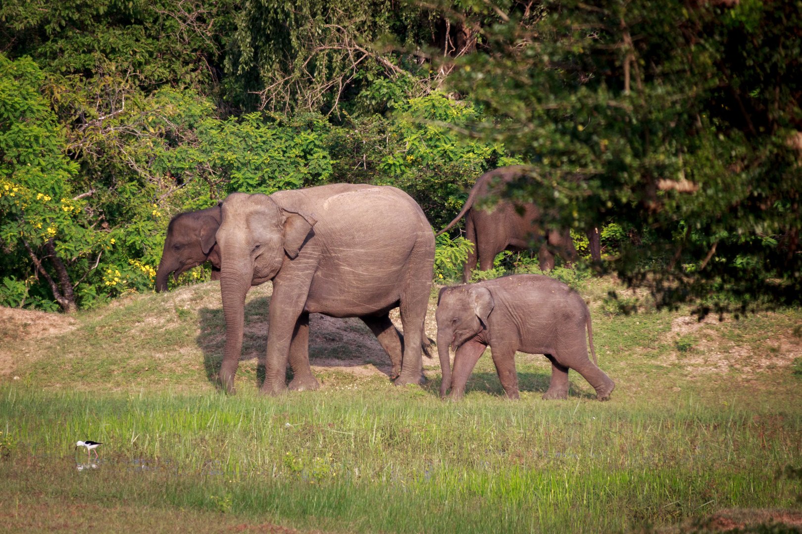 Elefanten im Yala National Park