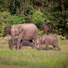 Elefanten im Yala National Park
