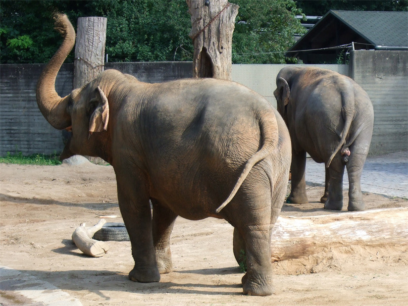 Elefanten im Zoo