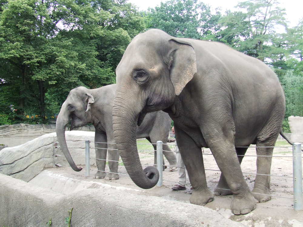 Elefanten im Zoo Hagenbeck