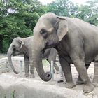 Elefanten im Zoo Hagenbeck