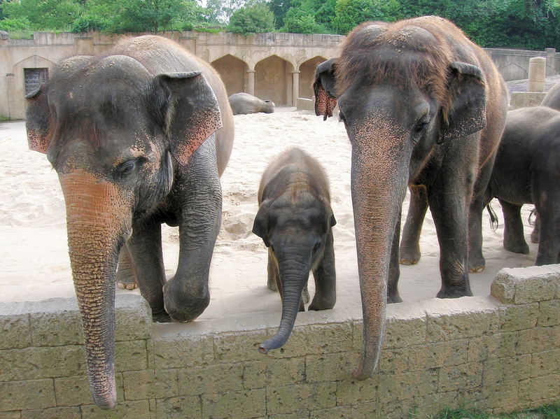 Elefanten im Zoo Hannover