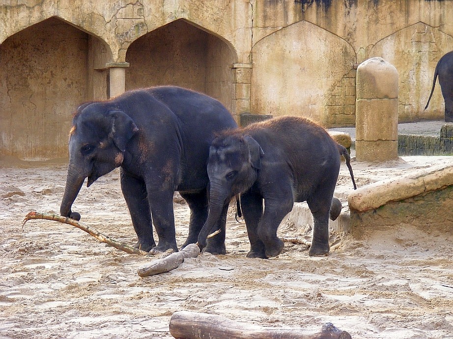 Elefanten im Zoo Hannover