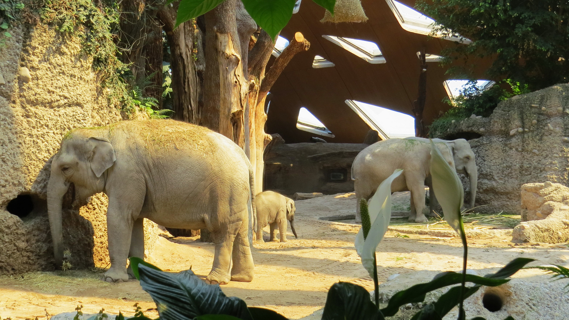 Elefanten im Zoo Zürich