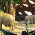 Elefanten im Zoo Zürich