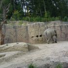 Elefanten im Zürcher Zoo