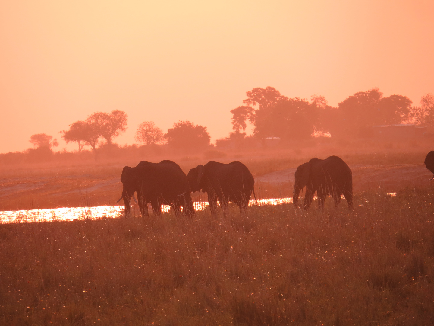 Elefanten in Abendstimmung