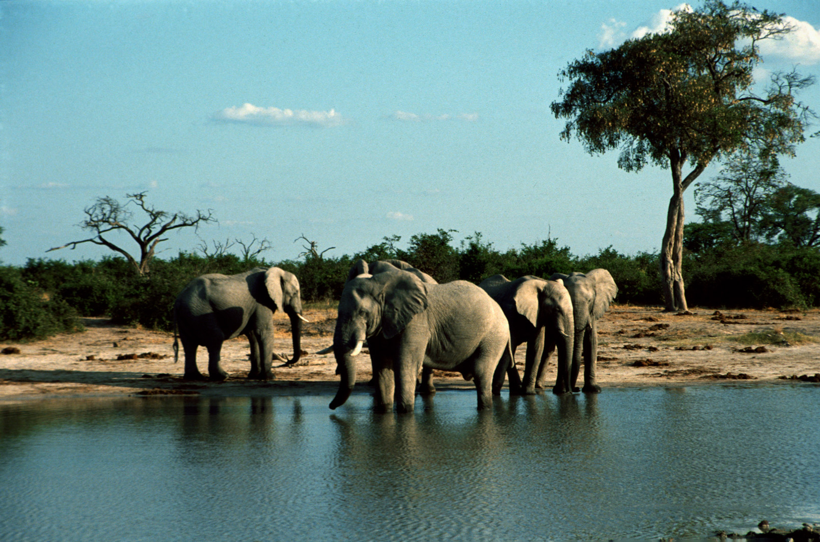 Elefanten in Botswana - 1992