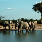 Elefanten in Botswana - 1992