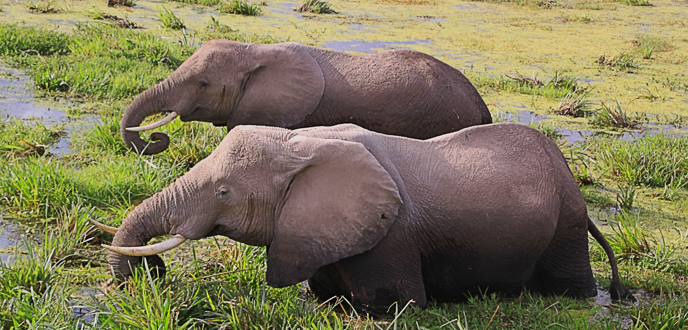 Elefanten in den  Amboseli-Sümpfen