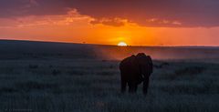 Elefanten-in-der-Abendsonne-4
