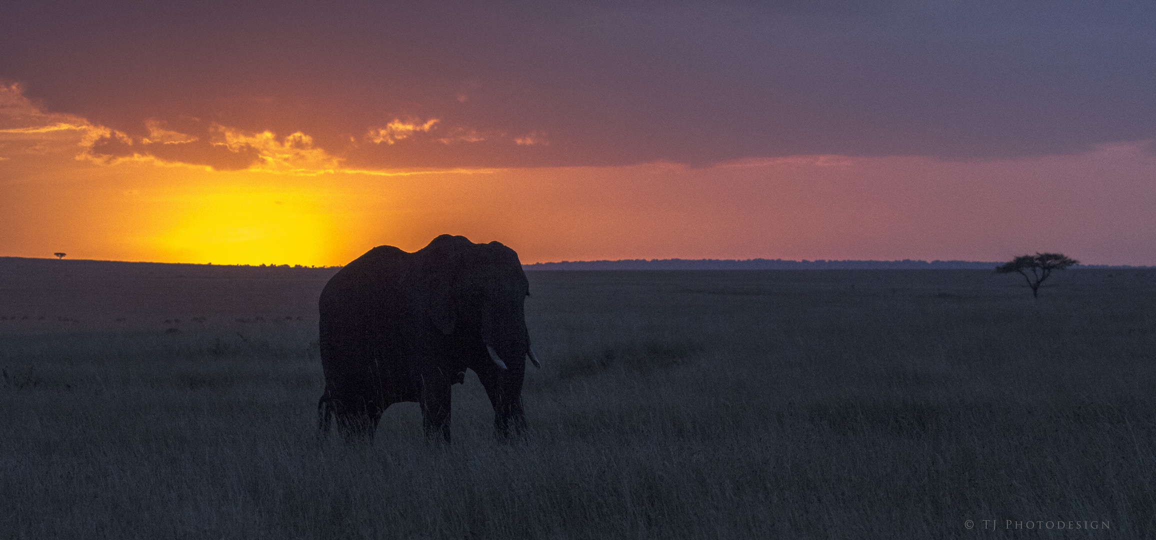Elefanten-in-der-Abendsonne-5