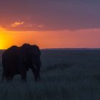 Elefanten-in-der-Abendsonne-5