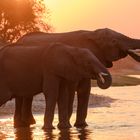 Elefanten in der Abendsonne