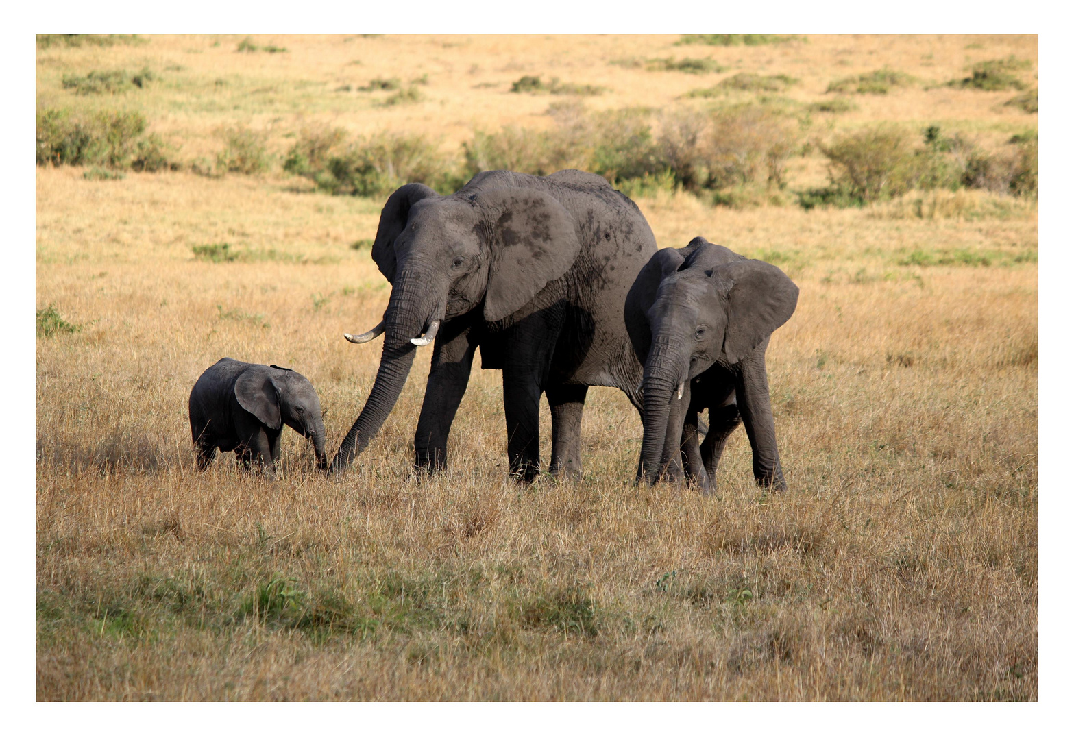 Elefanten in der Masai Mara [1]