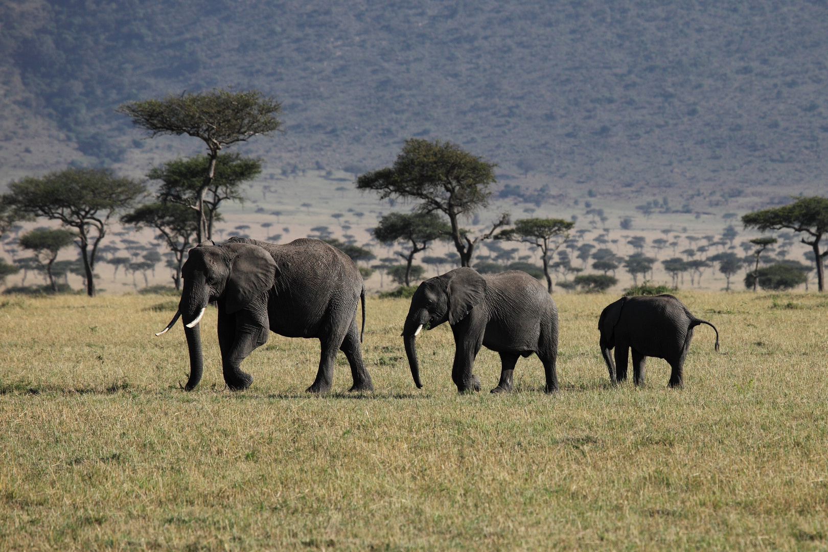 Elefanten in der Masai-Mara 3