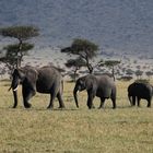 Elefanten in der Masai-Mara 3