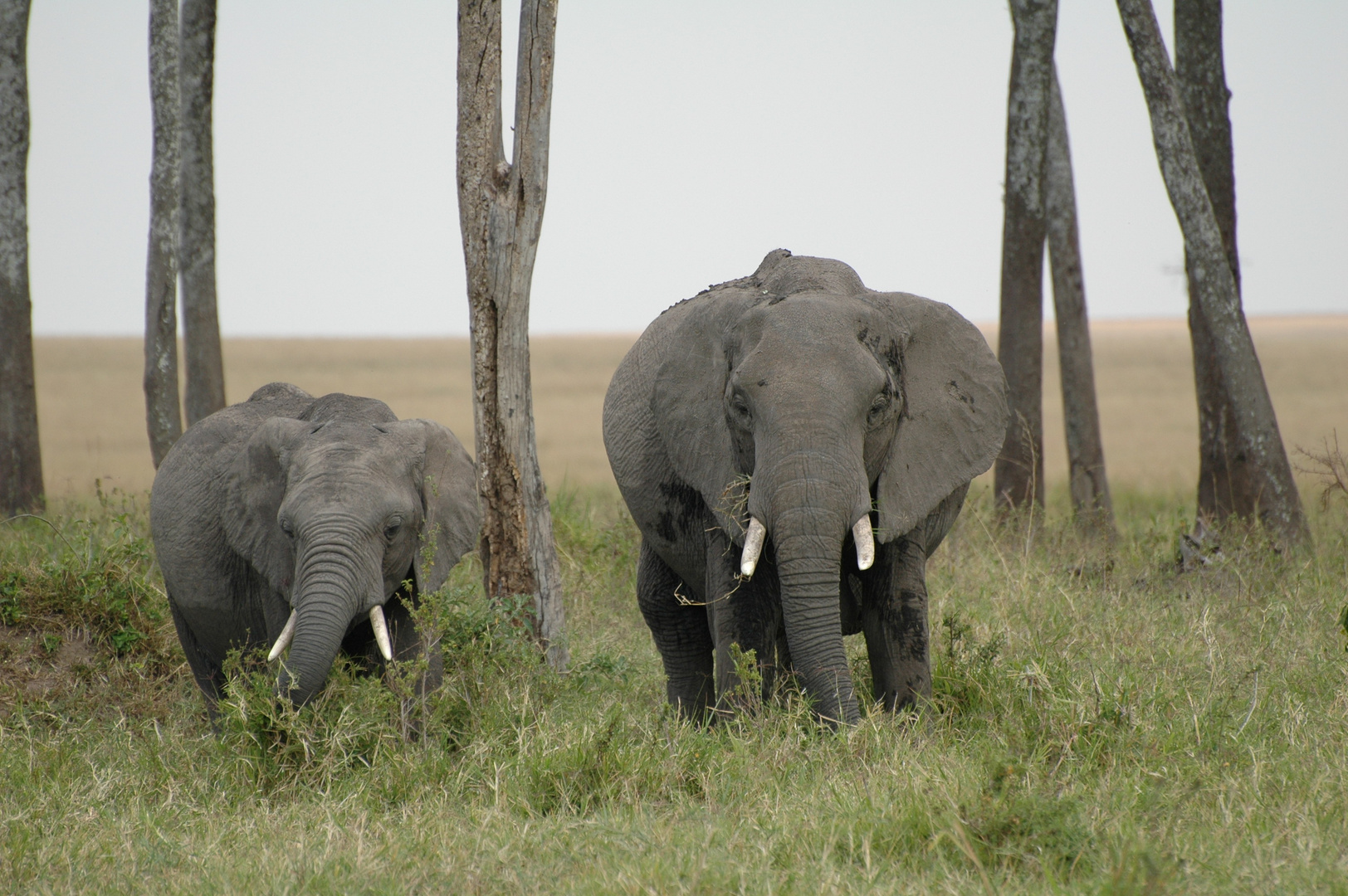 Elefanten in der Masai Mara