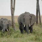 Elefanten in der Masai Mara