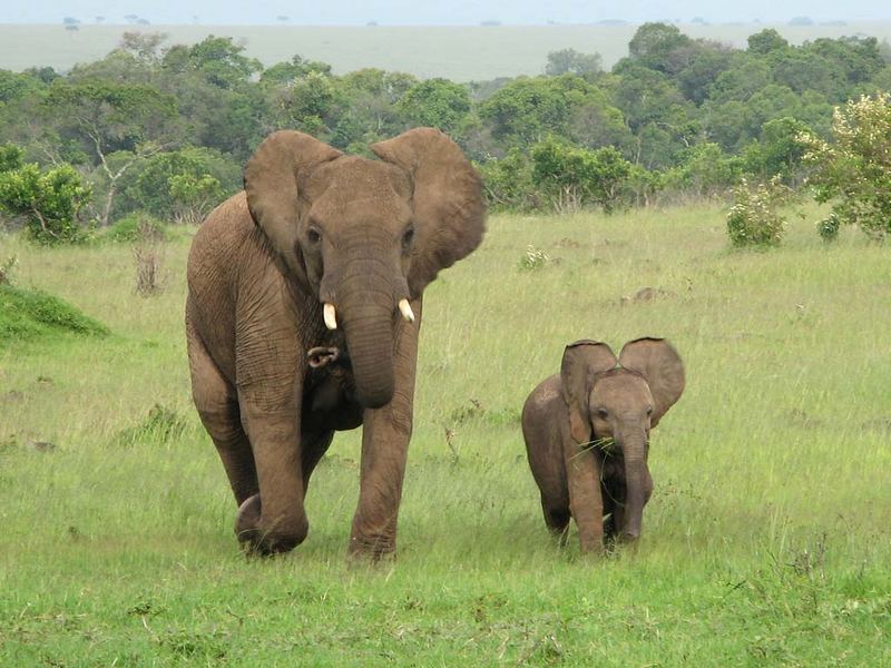 Elefanten in der Masai Mara