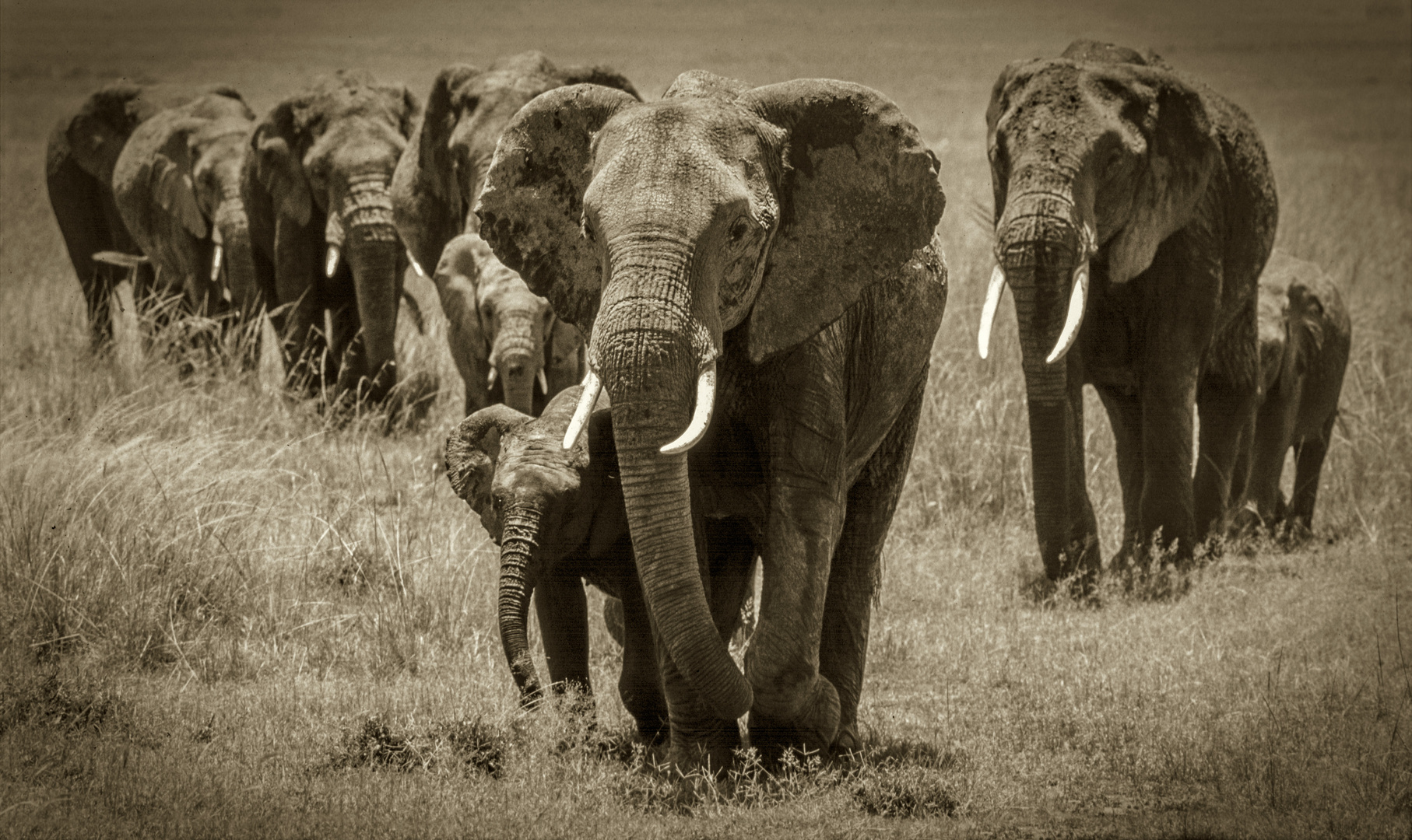 Elefanten in der Masai Mara