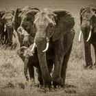 Elefanten in der Masai Mara