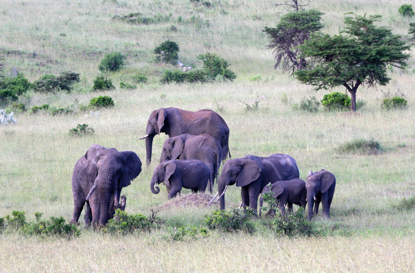 Elefanten in der Masai Mara