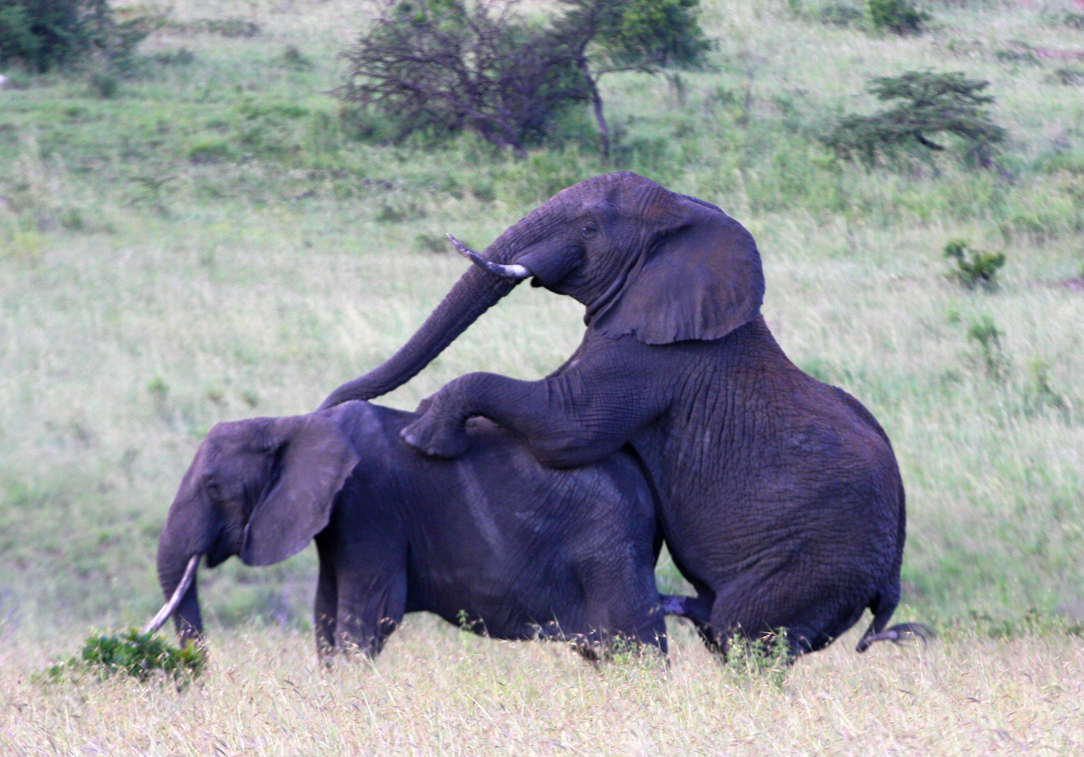 Elefanten in der Masai Mara_1