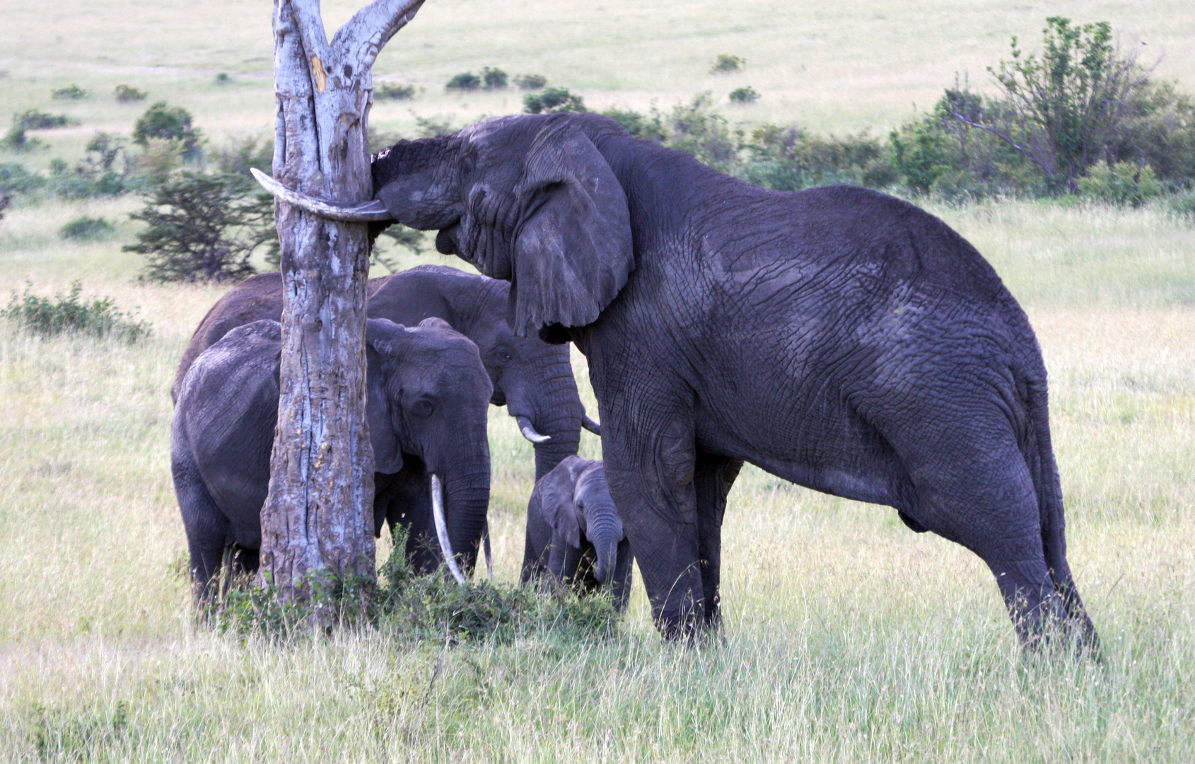 Elefanten in der Masai Mara_2