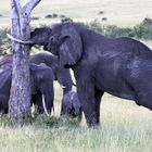 Elefanten in der Masai Mara_2