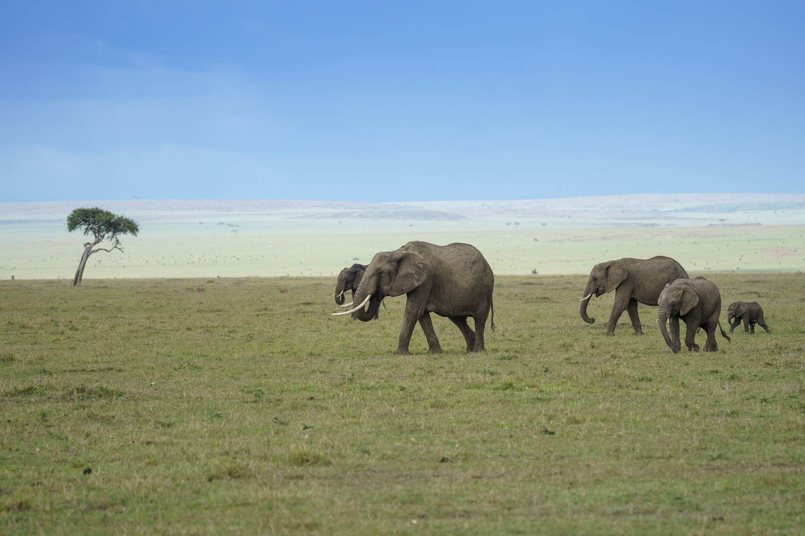 Elefanten in der offenen Savanne