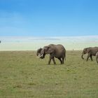 Elefanten in der offenen Savanne