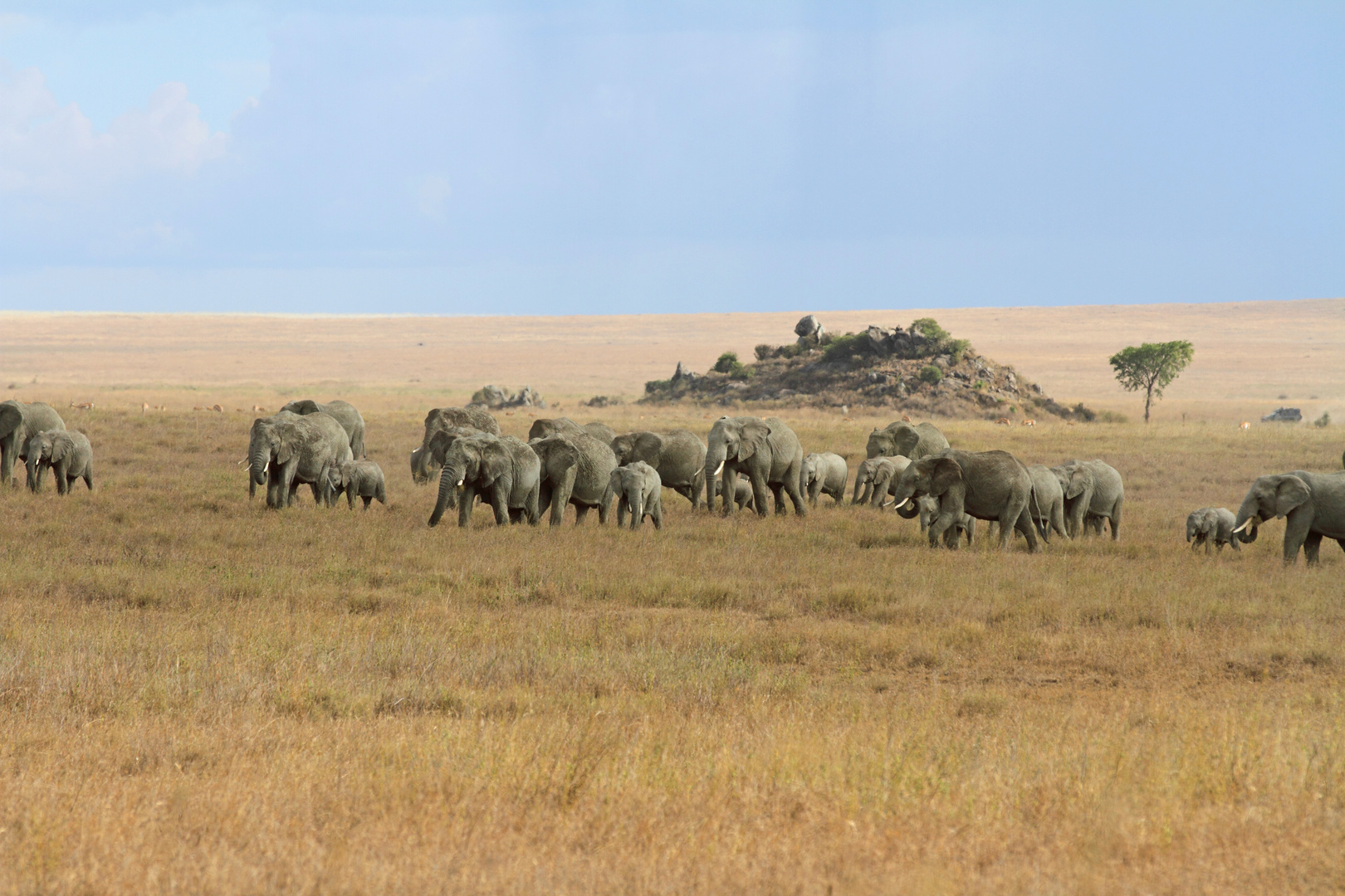 Elefanten in der Serengeti