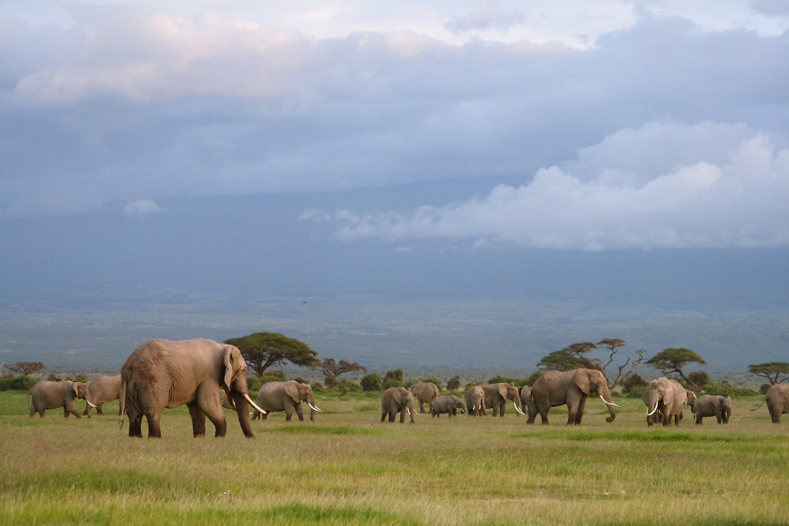 Elefanten in der weite des Ambosseli Nationalparks