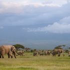 Elefanten in der weite des Ambosseli Nationalparks