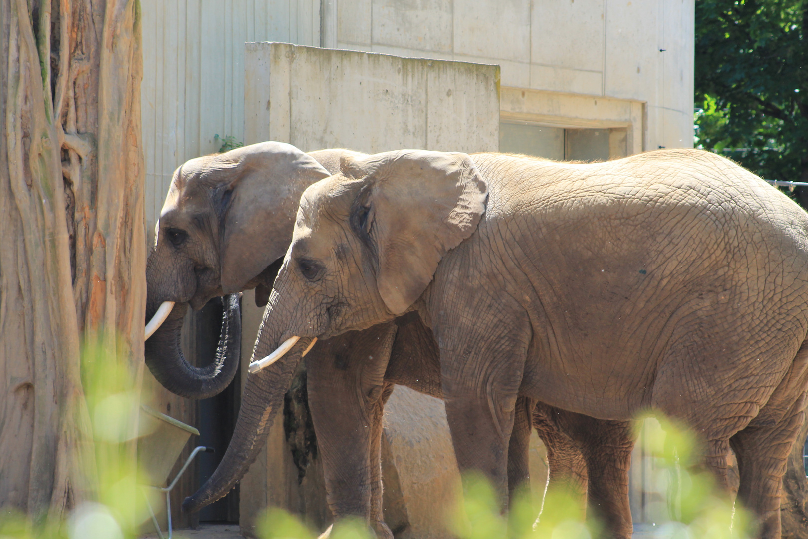 Elefanten in Dresdener Zoo