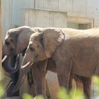 Elefanten in Dresdener Zoo